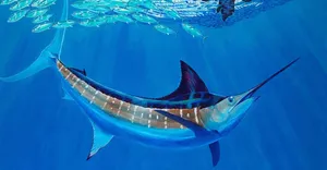 Majestic Swordfish Underwater Wallpaper