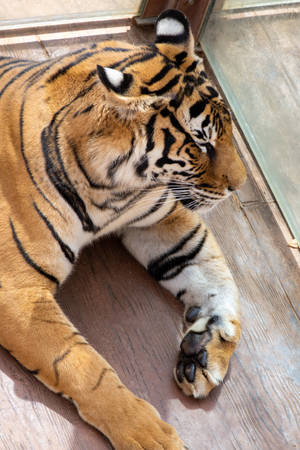 Majestic Tiger Iphone Wallpaper Wallpaper