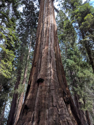 Majestic View Of A Thick Tree Trunk In Sequoia National Park Wallpaper