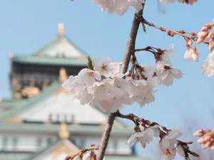 Majestic View Of Osaka Castle Amidst Autumn Splendor Wallpaper