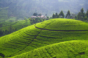 Majestic Views Of Central Highlands Tea Garden Wallpaper