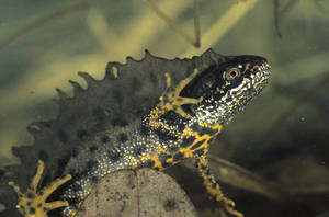 Majestic Waterfall In Wilderness Wallpaper