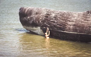 Majestic Whale Frolicking In Calming Blue Ocean Depths Wallpaper