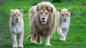 Majestic White Lions Lounging In Verdant Pasture Wallpaper