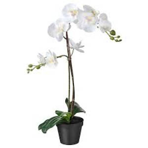 Majestic White Orchid Plant Wallpaper