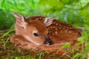 Majestic White-tailed Deer Stands In Snowy Field Wallpaper