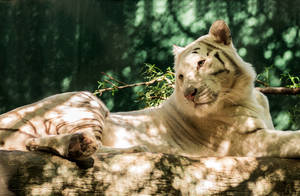 Majestic White Tiger Stands Out From The Crowd Wallpaper