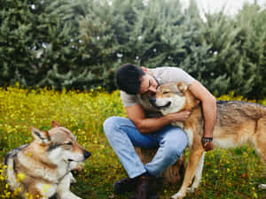 Majestic Wolfdog Chilling In Nature Wallpaper