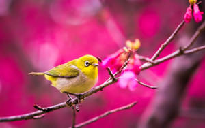 Majestic Yellow Bird Preening Its Fluffy Feathers Wallpaper