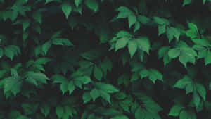 Make Your Desktop Stand Out With This Unique Green Aesthetic. Wallpaper