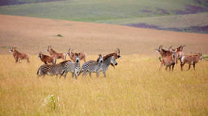 Malawi Zebras Wildlife Reserve Wallpaper