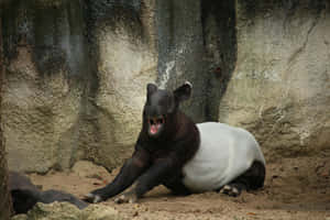 Malayan Tapir Resting Wallpaper