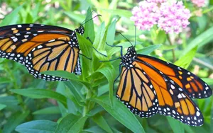 Male And Female Monarch Butterflies Wallpaper