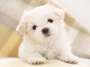 Maltese Dog Breeds Puppy Wallpaper