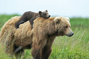 Mama Bear And Cub In Meadows Wallpaper
