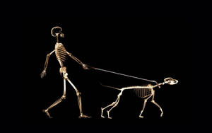Man And Dog Skeleton Wallpaper