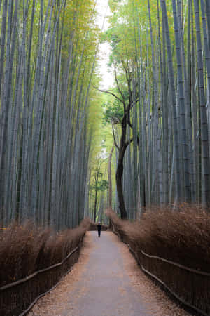 Man In Bamboo Forest Wallpaper