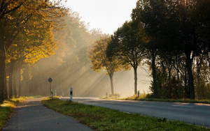 Man-made Forest Trees Morning Glory Wallpaper