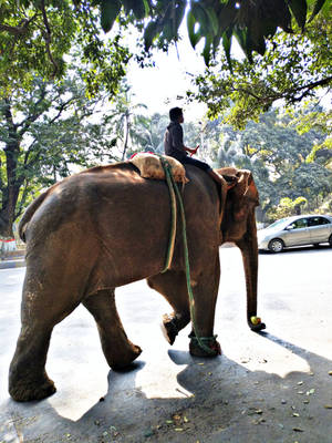 Man Riding Elephant Iphone Wallpaper