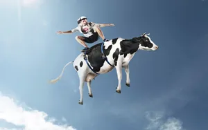 Man Surfing A Cow Wallpaper