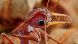 Mandible Ant Wallpaper