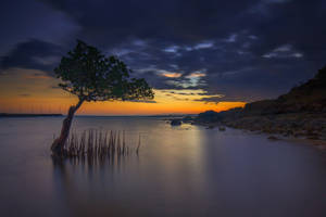 Mangrove Sunset Indonesia Wallpaper