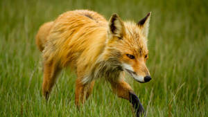 Mangy Fox On Green Grass Wallpaper