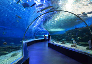 Manila Ocean Park Aquarium Wallpaper