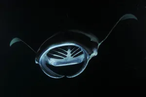 Manta Rayin Dark Waters Wallpaper