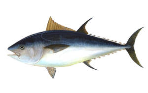 Manual Drawing Tuna Wallpaper