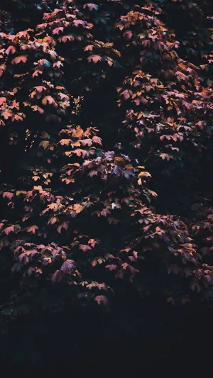 Maple Tree Aesthetic Iphone 11 Wallpaper