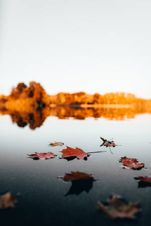 Maples Leaves In Lake Wallpaper