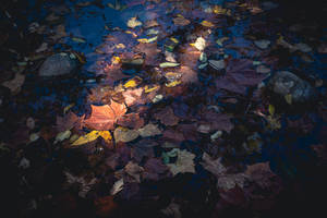 Maples Leaves In Puddle Wallpaper