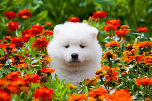 Marigold And White Puppy Wallpaper
