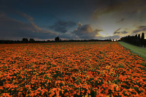 Marigold Flower Field Wallpaper