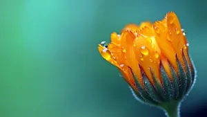 Marigold Flower Macro Photography Wallpaper