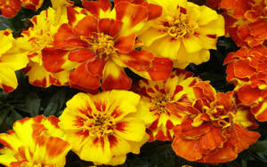 Marigold Flowers In Cluster Wallpaper