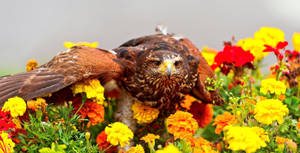 Marigold Flowers With Eagle Wallpaper