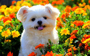 Marigold Garden With Dog Wallpaper