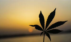 Marijuana And Sunset Wallpaper
