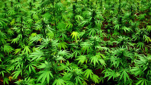 Marijuana Cannabis Farm Wallpaper