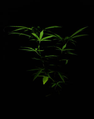 Marijuana Dark Photography Wallpaper