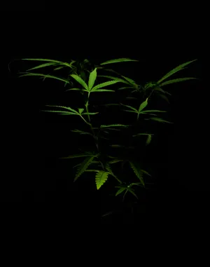 Marijuana Dark Photography Wallpaper