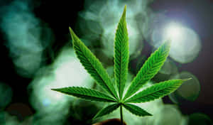 Marijuana Leaf With Bokeh Lights Wallpaper