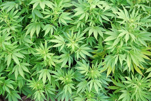 Marijuana Leaves Top View Wallpaper