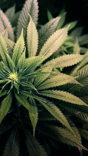 Marijuana Photography Shot Wallpaper