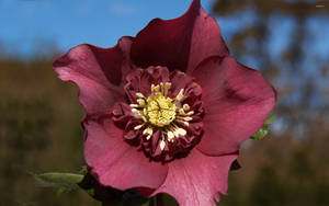 Maroon Anemone Flower Wallpaper