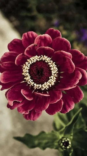 Maroon Flower Top View Pattern Cute Floral Wallpaper