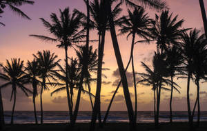 Marshall Islands Coconut Trees Wallpaper