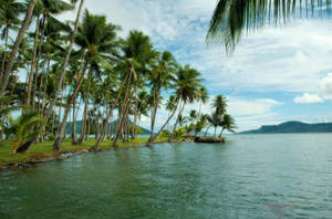 Marshall Islands Tall Palm Trees By Water Wallpaper